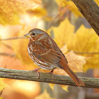 aider les oiseaux en automne